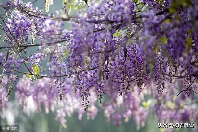 暮春之紫说紫藤：紫式部的源氏物语，与紫藤花下渐黄昏的交感之美