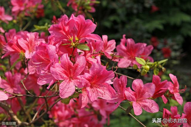 晚春之丽，山花烂漫，杜鹃声里杜鹃花