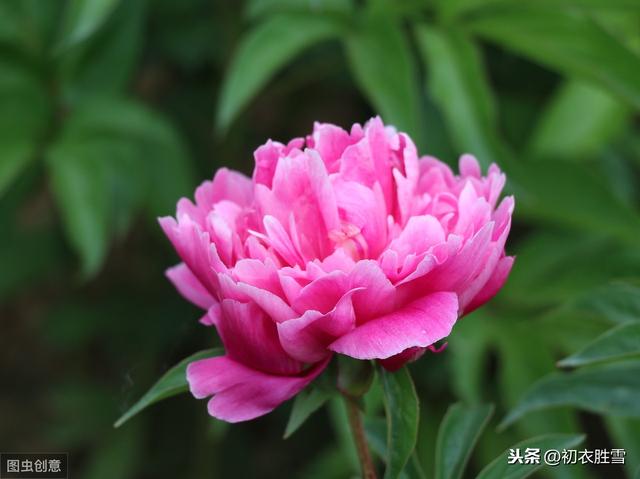 什么是芍药之约，又为什么芍药花又叫做离草，将离？