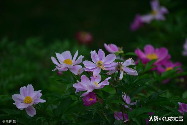 什么是芍药之约，又为什么芍药花又叫做离草，将离？