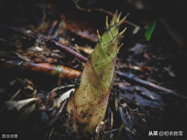 舌尖上的谷雨诗：谷雨如丝复如尘，樱笋难酬谷雨春