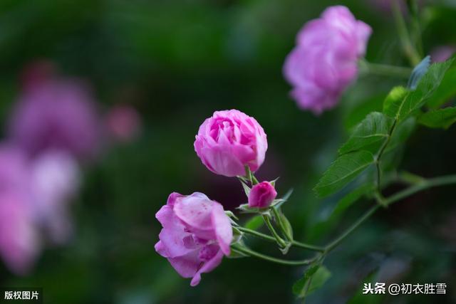唐诗中的蔷薇 夏日之美 风舞蔷薇 爱读书