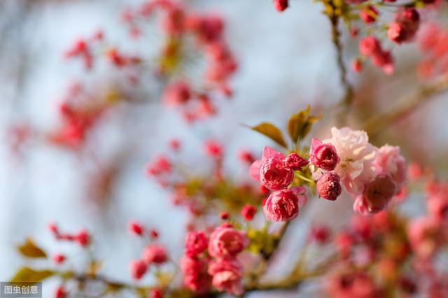 韩愈极其著名的早春诗，其中对春草的描写更是独步天下，传神之极