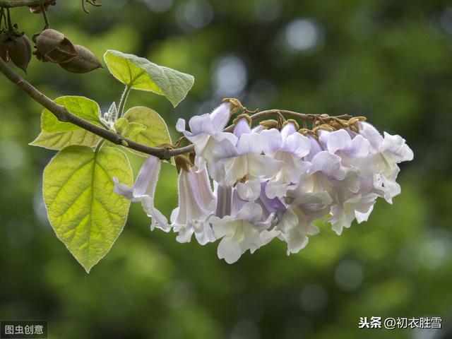 清明花信风之桐花：一树紫桐花，复道正相思