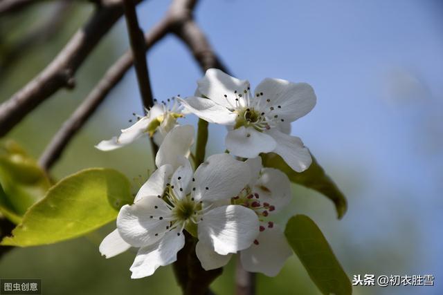 梨花为什么叫，寒食之花，清明之花？