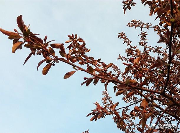 春来梦淡，醒来时，花香正浓！