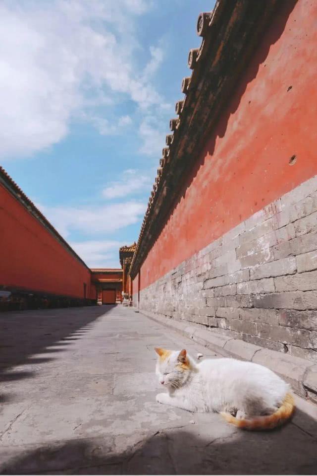 故宫，花都开好了