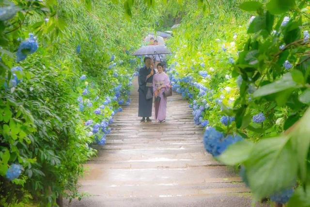 《紫阳花日记》：从紫阳花的四层含义，解读渡边笔下的中年婚姻