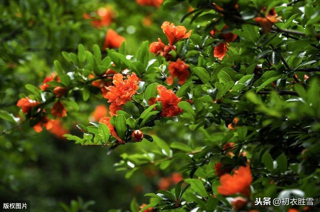 五月轻诗：梅子黄时雨，榴花照眼明