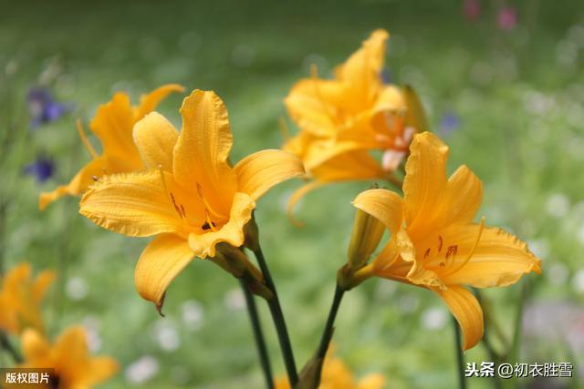 灿灿萱草花：中国的母亲节，开遍金色的百合花