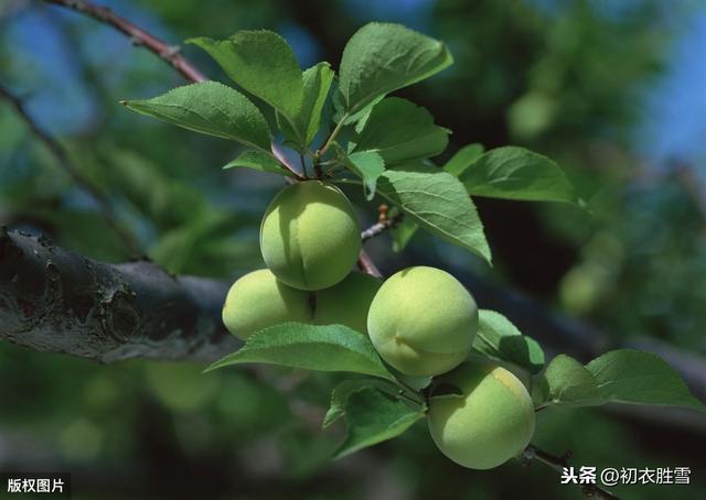 五月轻诗：梅子黄时雨，榴花照眼明