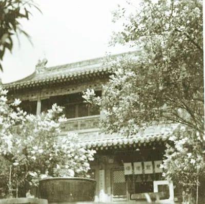 “崇效寺的牡丹，花之寺的海棠”一日看遍旧京花