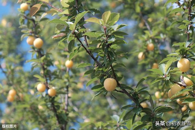 立夏读诗：宋朝舒岳祥的立夏，白头故人思故国