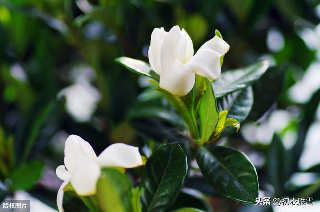 夏日佛花栀子花：清静法身如雪莹，檐卜坊中自可禅