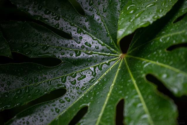 又到一年梅雨季，雨中的江南园林是最美的一刻