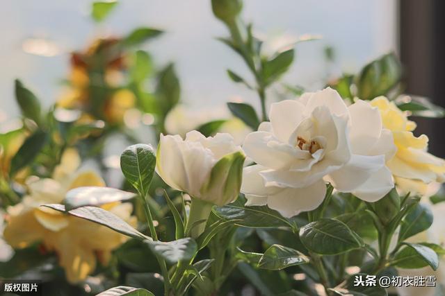 夏日佛花栀子花：清静法身如雪莹，檐卜坊中自可禅