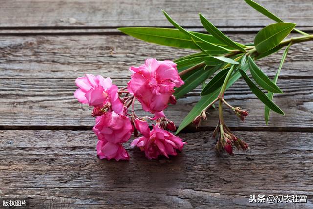 盘点夏花：甄嬛传中，被安陵容毁了的一种花，是什么花？