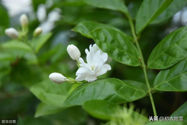 赏读陈维崧《夏日吴中寄内》：几朵，是才开茉莉