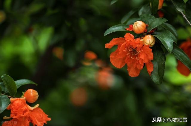 端午词读欧阳修：五月榴花妖艳烘，五色新丝缠角粽