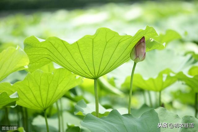 诗词中的荷叶：不摘荷花摘荷叶，饭包荷叶比花香