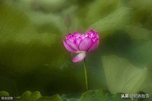 乐府莲花子夜心：高山种芙蓉，复经黄檗坞