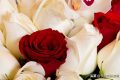 《红玫瑰与白玫瑰》：爱情是一场求之不得与视而不见交织的轮回