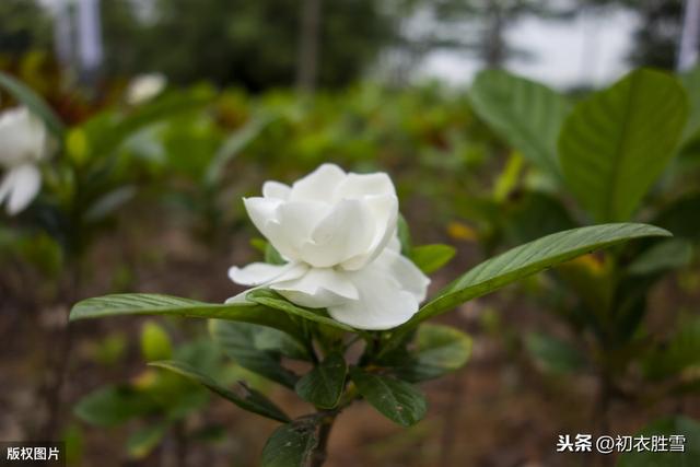 夏日佛花栀子花：清静法身如雪莹，檐卜坊中自可禅