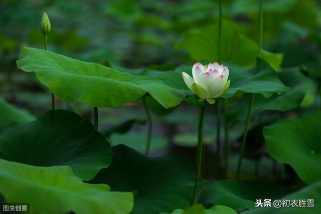 沉醉在李商隐最美的夏诗里：对影闻声已可怜，玉池荷叶正田田