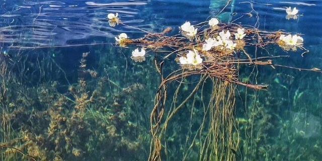 每年到了海藻花盛开的时候，就是泸沽湖最美的时间。