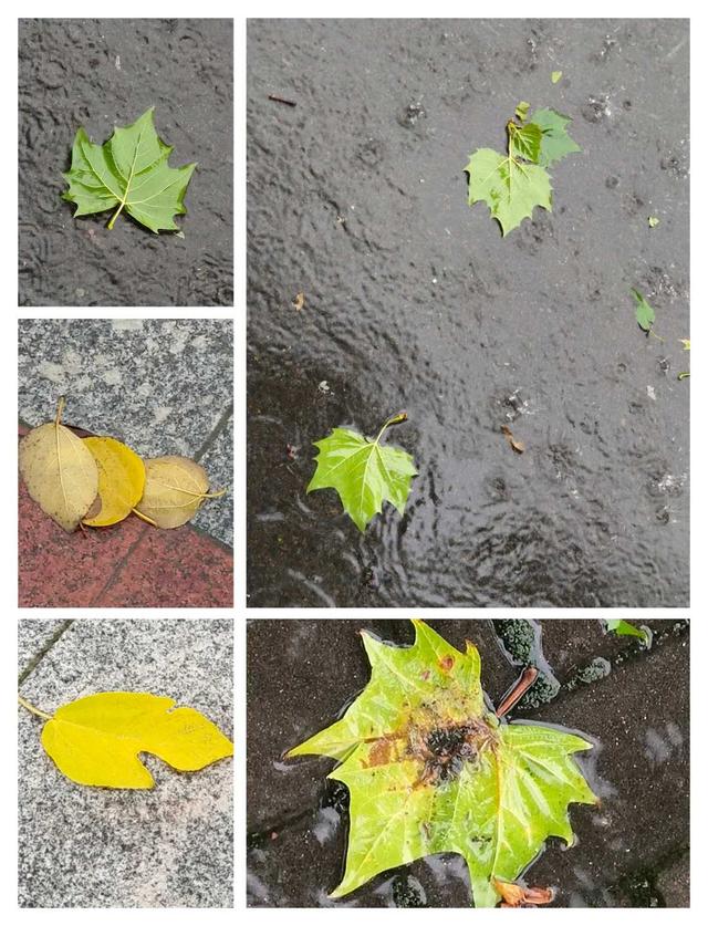 花笺记——雨是雨中花，妾是雨中仙