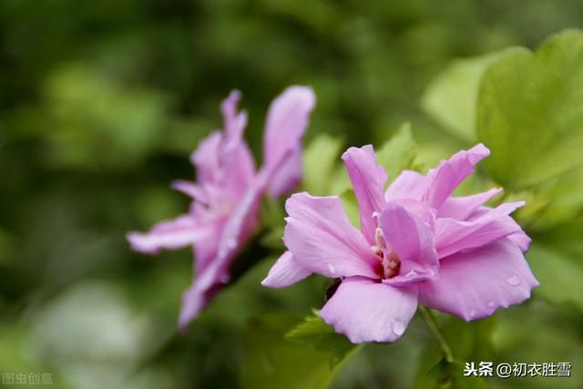 最美的槿花，是李商隐的槿花二首，解读它的钥匙在碧城三首里