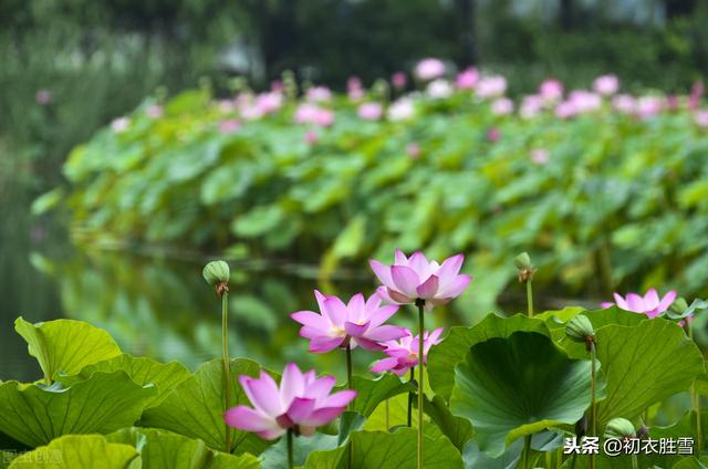 杨万里端午《过临平莲荡四首》：荷花世界柳丝乡