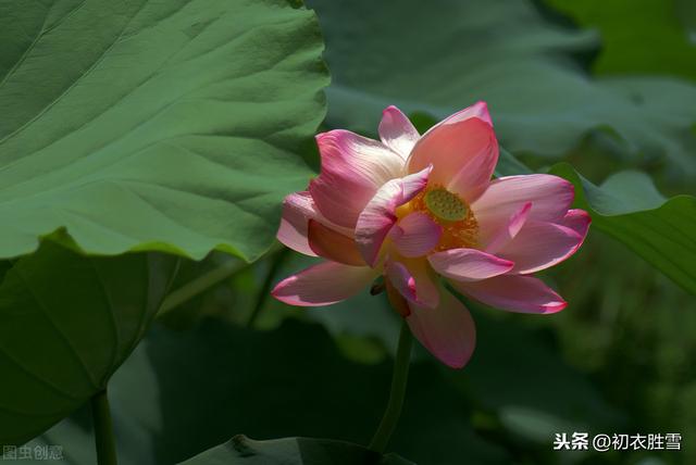 古诗词里的并蒂莲七首：名莲自可念，况复两心同