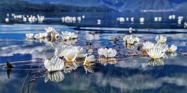 每年到了海藻花盛开的时候，就是泸沽湖最美的时间。