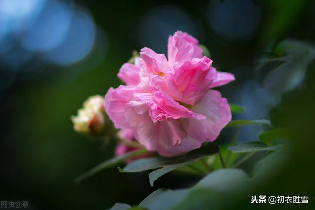 王维一首芙蓉诗，三种花都可以对上，你认为他写的是什么花？