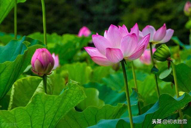 温庭筠：捣麝成尘香不灭，拗莲做寸丝难绝，如此绮丽，不是相思