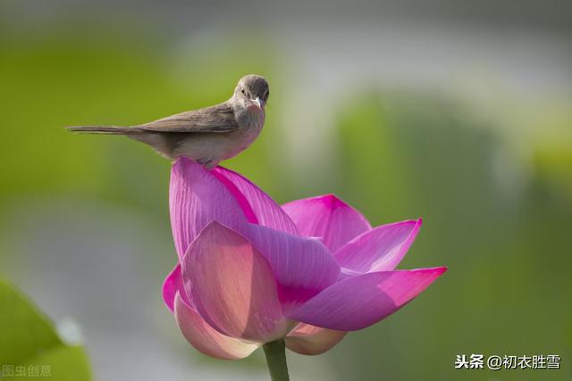 昏庸皇帝赵构的渔父词：无数菰蒲问藕花，也有孤村两三家