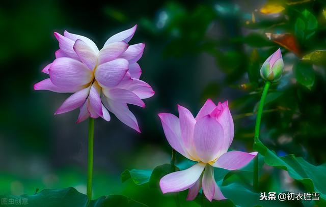 最美并蒂莲花，最美纳兰词，但，不是写爱情