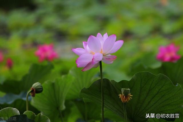 王维一首芙蓉诗，三种花都可以对上，你认为他写的是什么花？