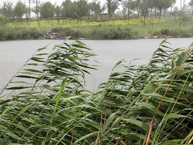 花笺记——雨是雨中花，妾是雨中仙