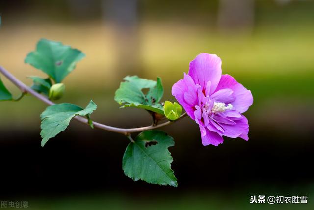 最美的槿花，是李商隐的槿花二首，解读它的钥匙在碧城三首里