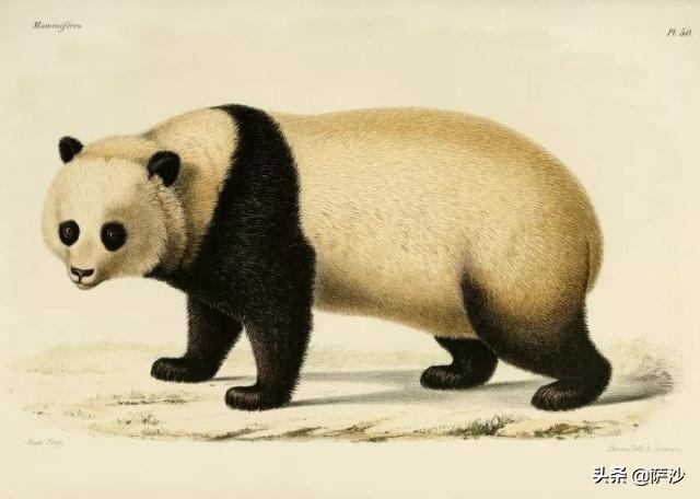 熊猫是怎么被世界知道的？1869年5月4日法国传教士首次捉到大熊猫