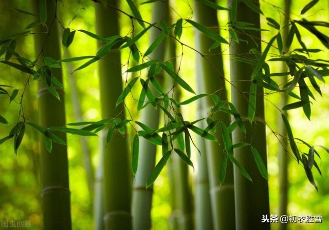 夏日说竹，谈谈古诗中的竹子，竹与诗的简史