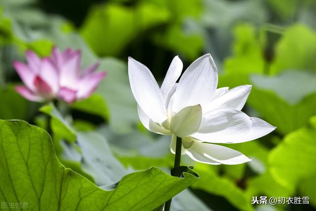 看看王重阳给马钰写的莲花诗，情诗不过如此，是何原因？