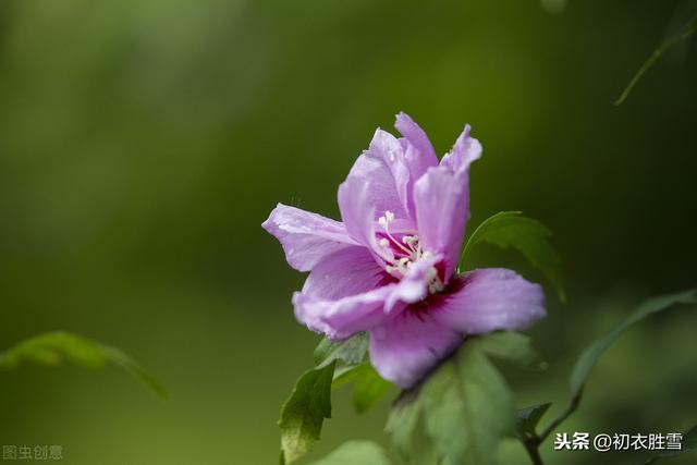 最美的槿花，是李商隐的槿花二首，解读它的钥匙在碧城三首里