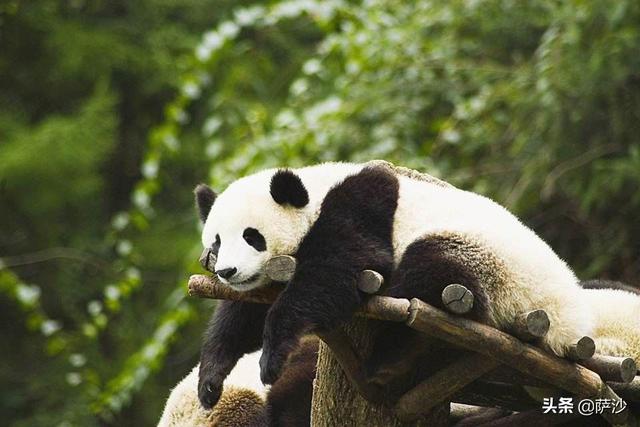 熊猫是怎么被世界知道的？1869年5月4日法国传教士首次捉到大熊猫
