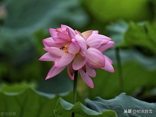 最美并蒂莲花，最美纳兰词，但，不是写爱情