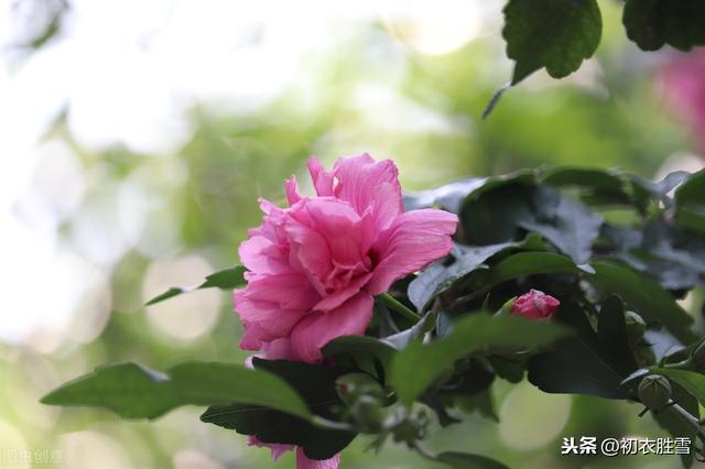 最美的槿花，是李商隐的槿花二首，解读它的钥匙在碧城三首里