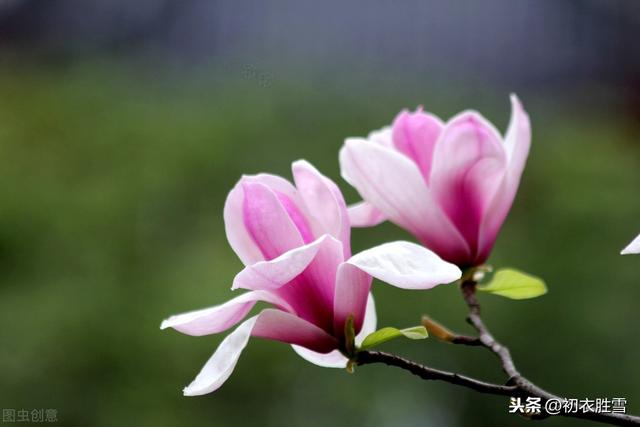 王维一首芙蓉诗，三种花都可以对上，你认为他写的是什么花？