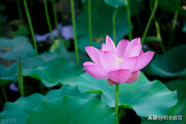 赏读纳兰性德的男儿心气：芙蓉湖上芙蓉花，秋风未落如朝霞